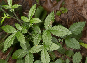 Agrimonia gryposepala (common agrimony, tall hairy agrimony, hooked agrimony, tall hairy grooveburr)