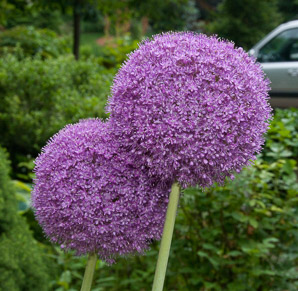 Allium giganteum (ornamental onion)