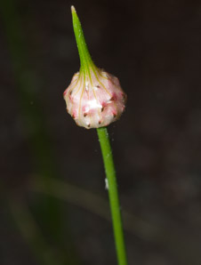 Allium vineale (field garlic, wild garlic, crow garlic)