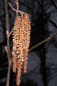 Alnus serrulata (smooth alder, hazel alder)