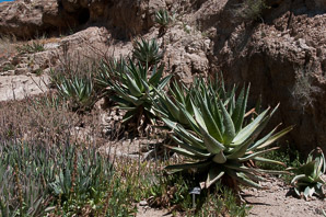 Aloe marlothii (flat-flowered aloe, bergaalwyn, mountain aloe)