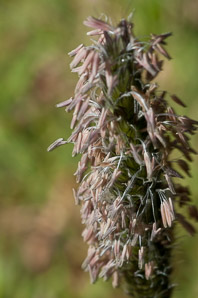 Alopecurus pratensis (field meadow-foxtail, meadow foxtail)