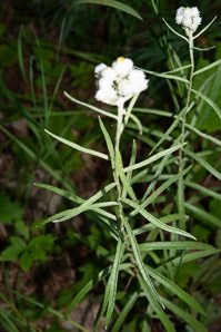 Anaphalis margaritacea (pearly everlasting, western pearly everlasting)