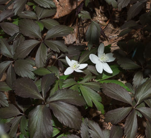 Anemone quinquefolia (wood anemone)