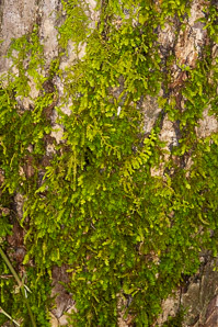 Anomodon minor (rounded tongue moss, anomodon moss)