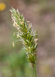 Anthoxanthum odoratum (sweet vernal grass, sweet vernalgrass)