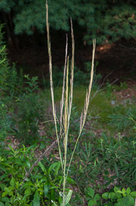 Arabis glabra (tower mustard, tower rockcress)