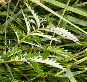 Argentina egedii (silverweed, Eged’s silverweed, Pacific silverweed)