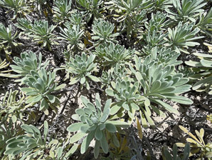 Argusia gnaphalodes (sea lavender, bay lavender, sea rosemary, iodine bush, beach heliotrope)