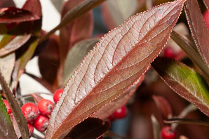 Aronia arbutifolia (red chokeberry)