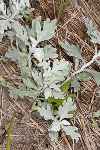Artemisia stelleriana (hoary mugwort, Dusty Miller, beach wormwood, oldwoman)