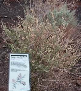Atriplex canescens (fourwing saltbush, four-winged saltbush, chamiso, chamiza, four-wing saltbush)