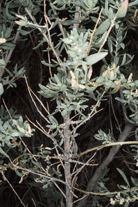 Atriplex canescens (fourwing saltbush, four-winged saltbush, chamiso, chamiza, four-wing saltbush)