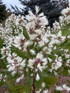 Baccharis halimifolia (eastern baccharis, groundsel bush, sea myrtle, saltbush, eastern false willow, silverling, high-tide-bush, mulletbush, waterbush, mangler, consumption-weed, winter-willow)