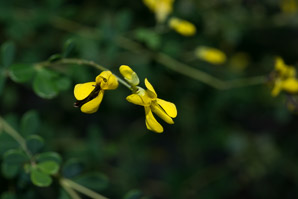 Baptisia tinctoria (wild indigo, yellow false indigo, horseflyweed, rattleweed)