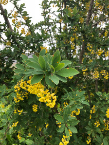 Berberis koreana (Korean barberry)