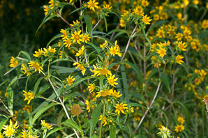 Bidens laevis (bur-marigolds, sticktights, smooth beggartick, smooth bidens, smooth bur marigold, larger bur marigold)