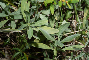 Borrichia frutescens (sea oxeye, bushy seaside tansy)