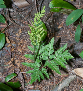 Botrychium dissectum (cut-leaved grape fern, cutleaf grape fern, cutleaf grapefern)