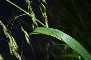 Bromus ciliatus (fringed brome)