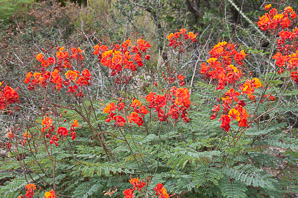 Caesalpinia pulcherrima (red bird of paradise, pride-of-Barbados)
