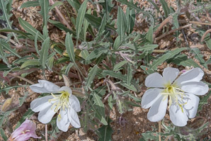 Camissonia californica (California evening primrose, California suncup)