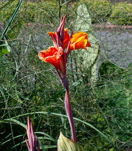 Canna ‘Striata’ (canna, Indian shot plant)