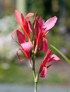Canna ×generalis (canna)