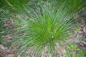 Carex stricta (tussock sedge, upright sedge)