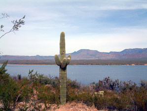 Carnegiea gigantea (saguaro, giant saguaro)