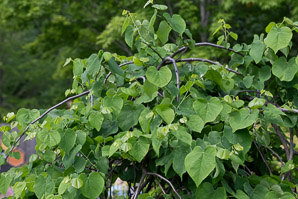 Cercis canadensis (Eastern redbud)