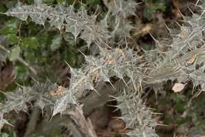Cirsium neomexicanum (desert thistle, New Mexico thistle, powderpuff thistle, lavender thistle, Foss thistle)