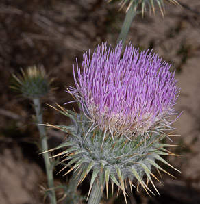 Cirsium neomexicanum (desert thistle, New Mexico thistle, powderpuff thistle, lavender thistle, Foss thistle)