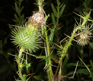 Cirsium vulgare (bull thistle)