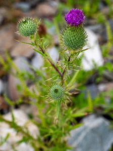 Cirsium vulgare (bull thistle)