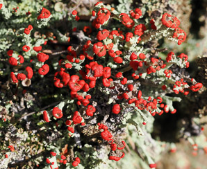 Cladonia cristatella (British soldiers, cup lichen, British soldier lichen)