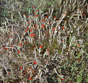 Cladonia cristatella (British soldiers, cup lichen, British soldier lichen)