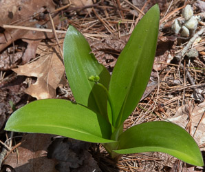 Clintonia borealis (yellow clintonia, bluebead lily, blue-bead lily, clintonia, Clinton’s lily, corn lily, cow tongue, yellow beadlily, yellow bluebeadlily, snakeberry, dogberry, straw lily, bluebead)