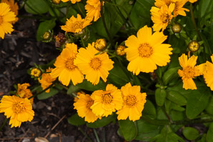 Coreopsis auriculata (Leavenworth’s tickseed, lobed tickseed)