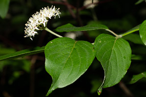 Cornus amomum (silky dogwood)