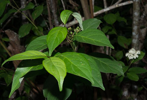 Cornus foemina (swamp dogwood, stiff dogwood)