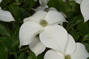 Cornus kousa (kousa dogwood, Japanese dogwood, Chinese dogwood, kouse dogwood)