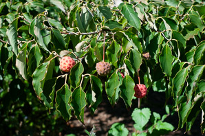 Cornus kousa (Kousa dogwood)