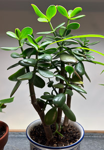 Crassula ovata (jade plant, spoon jade)