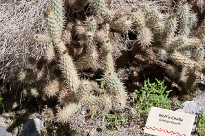 Cylindropuntia wolfii (Wolf’s cholla, Wolf’s opuntia)