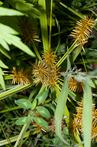 Cyperus esculentus (nut grass, yellow nut grass, yellow nutsedge)