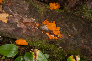 Dacrymyces cokeri (orange jelly fungus)