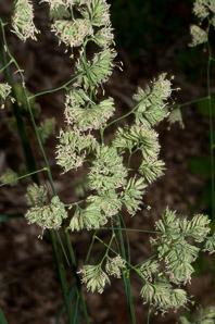 Dactylis glomerata (orchardgrass)