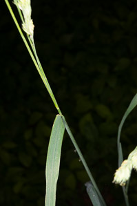 Dactylis glomerata (orchardgrass)