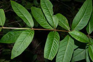 Decodon verticillatus (swamp-loosestrife, waterwillow, swamp loosestrife)